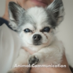 Thumbnail of post image 146