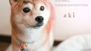 Thumbnail of post image 107